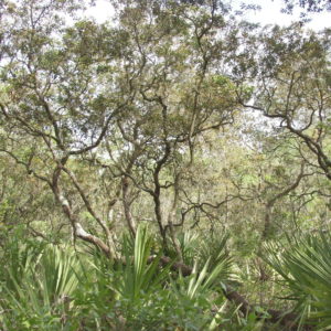 Rusty Lyonia