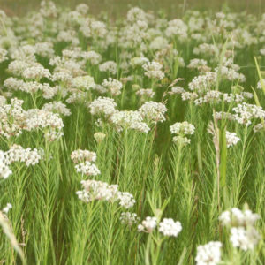 Whorled Milkweed