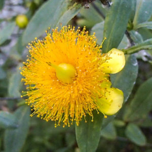 Golden St. Johns Wort