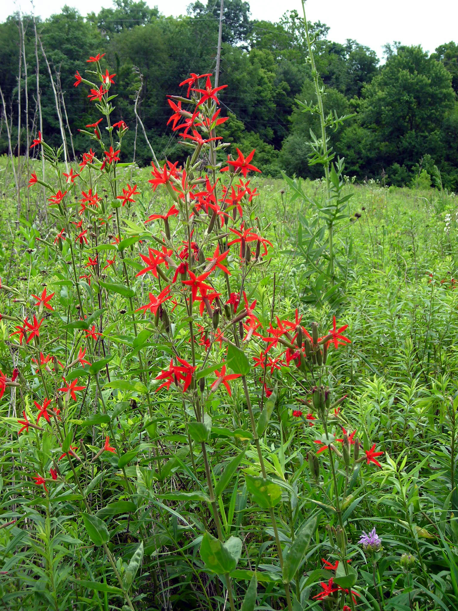 Roundleaf Catchfly Royal Catchfly – Sandhills Native Nursery