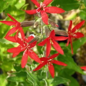 Royal Catchfly