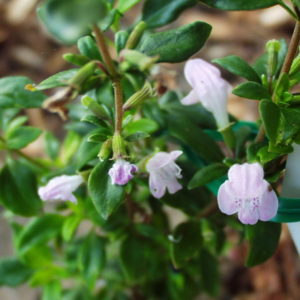 Calamint