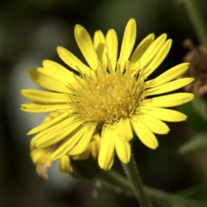 Cottony Goldenaster