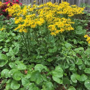 Golden Ragwort