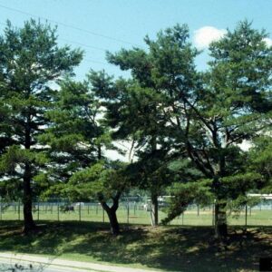 Spruce Pine