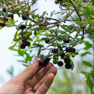 Deerberry