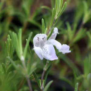 Wild Rosemary