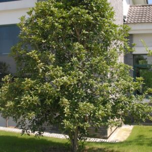 Wild Olive