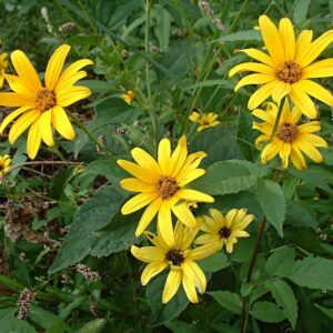 False Sunflower
