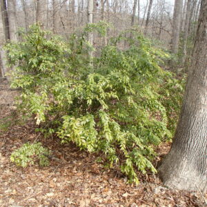 Florida Hobblebush