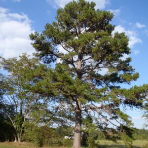 Loblolly Pine
