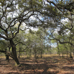 Sand Live Oak