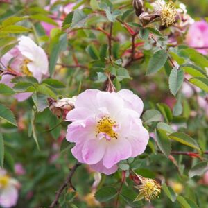 Swamp Rose