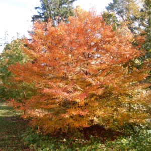 American Hornbeam