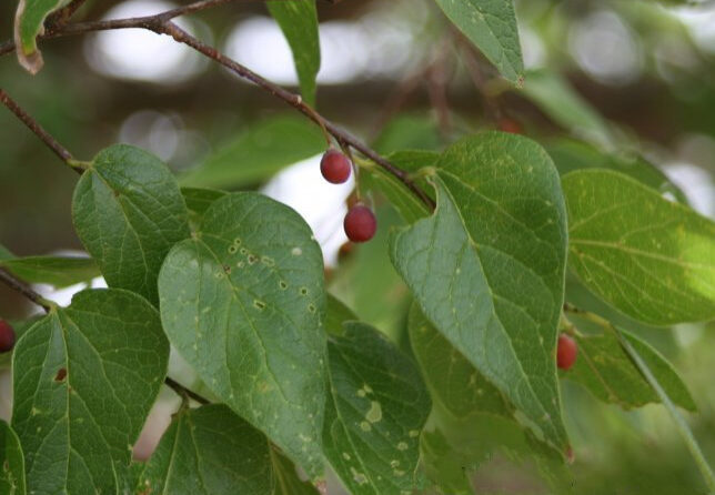 Sugarberry – Sandhills Native Nursery