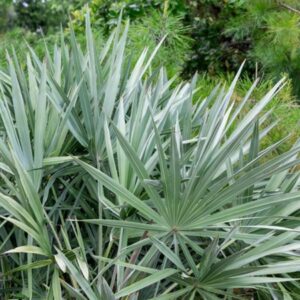 Silver Saw Palmetto
