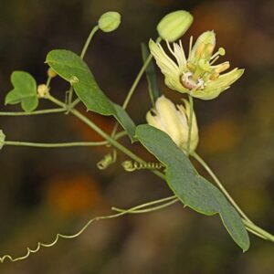 Yellow Dwarf Passionflower