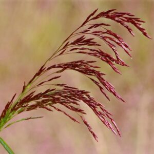 Purple Top Grass