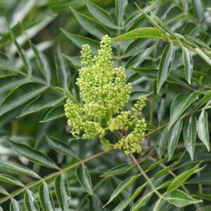 Winged Sumac