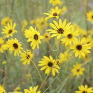 Florida Sunflower