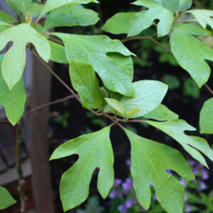 Sassafras