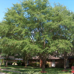 Winged Elm
