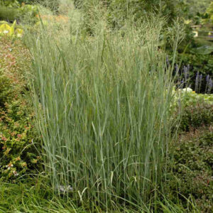 Switchgrass
