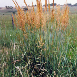Yellow Indian Grass