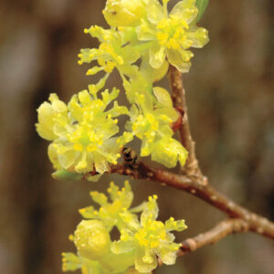 Spicebush