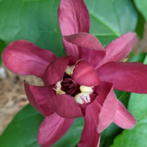 Sweet Shrub