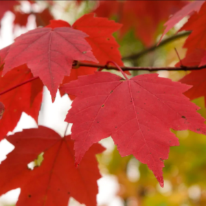 Red Maple