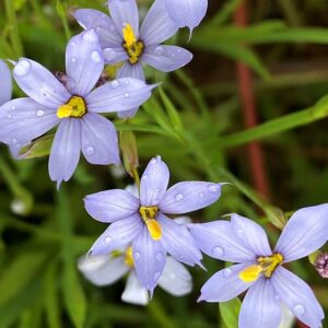 Pointed Blue Eyed Grass