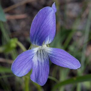 Florida Violet