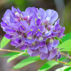 Wisteria