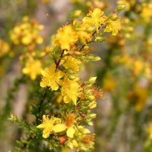 Sandhills St. John's Wort