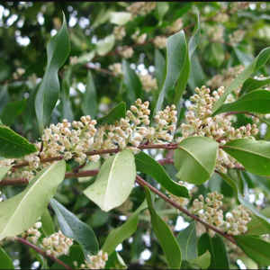 Cherry Laurel