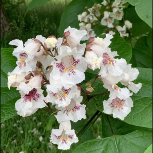 Southern Catalpa