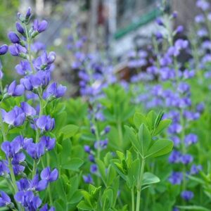 Wild Blue Indigo