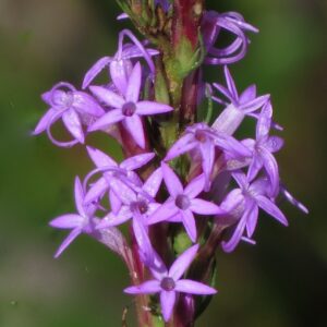 Chapman's Blazing Star