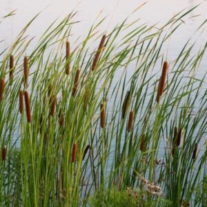Cattails