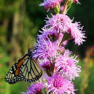 Rough Blazing Star