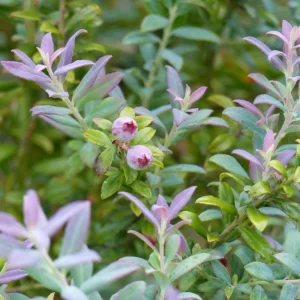 Darrow's Blueberry