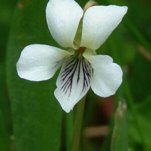White Violet