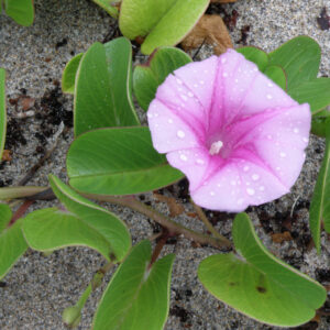 Railroad Vine