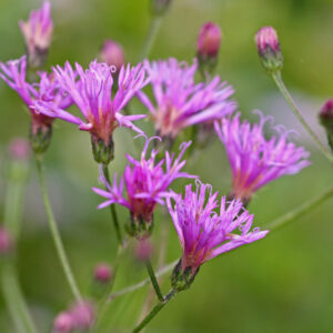 Giant Ironweed