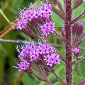 Hairy Chaffhead