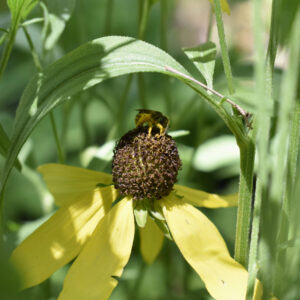 Prairie Coneflower