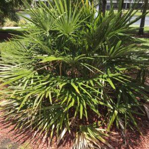 Needle Palm