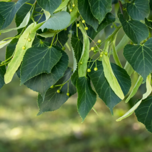 American Basswood