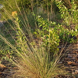 Pineywoods Dropseed